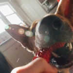 Слот The Dog House - анализ выгоды и коэффициентов игры