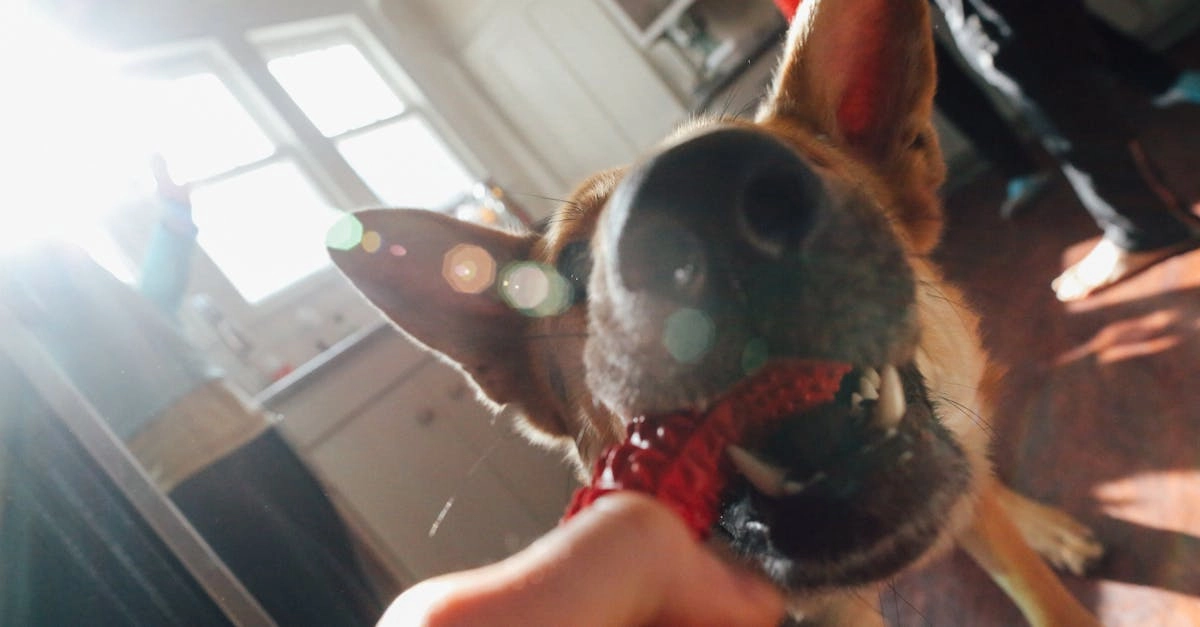 Слот The Dog House - анализ выгоды и коэффициентов игры