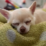 Программы лояльности казино без депозита для максимальной выгоды