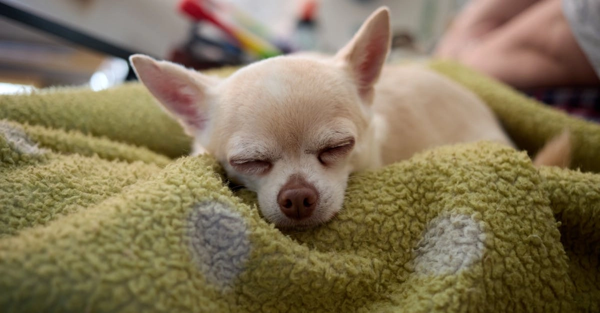 Программы лояльности казино без депозита для максимальной выгоды